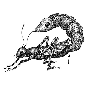 entomologie 3 2019 - 21 x 29,7 cm - ink/paper - DM for more infos